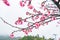 Cherry Blossom in the morning, Blooming Pink Japanese Sakura