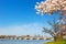 Cherry blossom near Potomac River in Washington DC.