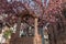 Cherry blossom in an old square with a medieval well in spring