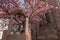 Cherry blossom in an old square with a medieval well in spring