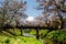 Cherry blossom at Oshino Hakkai village and Fuji