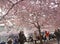 Cherry blossom in the park Kungstradgarden, people taking photos