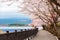 Cherry Blossom Path at Kawaguchiko Lake during Hanami festival