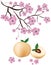 Cherry blossom with peaches, japan sakura
