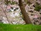 Cherry blossom petal branches on grassy hill, Nagahama, Japan