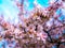 Cherry Blossom pink and blue spring easter beautiful