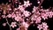 Cherry Blossom. Pink Flowers Blossoms on the Branches Cherry Tree.