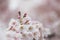 Cherry blossom Prunus avium and buds covered in snow