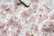 Cherry blossom Prunus avium and buds covered in snow