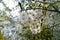 Cherry blossom, Prunus cerasus, macro photo of white tender flowers in spring, shallow depth of field