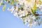 Cherry blossom, Prunus cerasus, white tender flowers in spring on blue sky, shallow dof, seasonal nature flora photo
