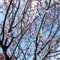 Cherry blossom - Prunus serrulata