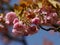 Cherry blossom , prunus serrullata, Kanza, pink blossom