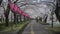 Cherry blossom relaxed park stroll