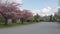 Cherry Blossom in a Residential Suburban Neighborhood