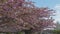 Cherry Blossom in a Residential Suburban Neighborhood