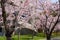 Cherry blossom at Roberts Library, University of Toronto, St. George Campus, Toronto, Ontario, Canada.