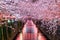 Cherry blossom rows along the Meguro river in Tokyo, Japan.