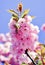 Cherry blossom. Sacura cherry-tree. Spring flowers background. Blossom tree over nature background. Spring flowers.