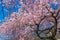 Cherry blossom Sakura around philosopher path in spring, kyoto, Japan