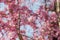 Cherry blossom Sakura around philosopher path in spring, kyoto, Japan