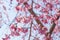 Cherry blossom or Sakura around philosopher`s path in spring, kyoto, Japan