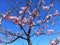 Cherry blossom Sakura blooms during spring in Japan