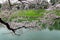 Cherry blossom sakura branches near river.