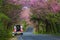 Cherry Blossom and sakura at Doi Ang Khang