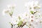 Cherry blossom , Sakura flower isolated in whte background