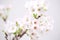 Cherry blossom , Sakura flower isolated in whte background