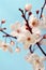 Cherry blossom (sakura flowers), on blue