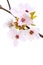 Cherry blossom (sakura flowers), on white