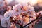Cherry blossom sakura in Japanese Prunus serrulata symbolic and cultural icon small, delicate petals white to pale pink