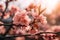 Cherry blossom sakura in Japanese Prunus serrulata symbolic and cultural icon small, delicate petals white to pale pink