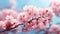 Cherry blossom sakura in Japanese Prunus serrulata symbolic and cultural icon small, delicate petals white to pale pink