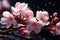 Cherry blossom sakura in Japanese Prunus serrulata symbolic and cultural icon small, delicate petals white to pale pink