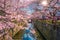 Cherry blossom sakura lined Meguro Canal