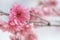 Cherry Blossom Sakura macro photography with blur background in Taichung, Taiwan.