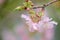 Cherry Blossom Sakura macro photography with blur background in Taichung, Taiwan.