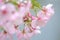 Cherry Blossom Sakura macro photography with blur background in Taichung, Taiwan.