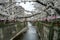 Cherry blossom (Sakura) in nearly full bloom on the Meguro River in Meguro, Tokyo