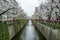 Cherry blossom (Sakura) in nearly full bloom on the Meguro River in Meguro, Tokyo