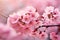 cherry blossom sakura in spring season with soft focus background, cherry blossom sakura in springtime, shallow dof, AI Generated