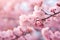 cherry blossom sakura in springtime, soft focus background, cherry blossom sakura in spring time, soft background, AI Generated