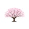 Cherry Blossom / Sakura tree  vector illustrations