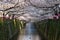 Cherry-blossom (or Sakura) trees at Meguro riverside,Tokyo