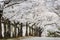 Cherry blossom or Sakura tunnel in japanese park