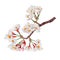Cherry blossom,Sakura,white flowers bouquet.Watercolor hand painted botanical illustration.