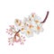 Cherry blossom,Sakura,white flowers bouquet.Watercolor hand painted botanical illustration.